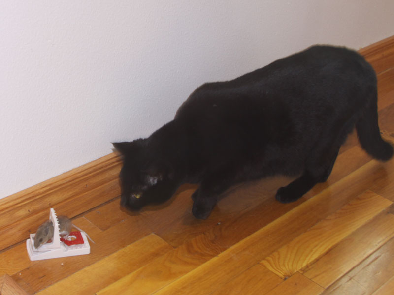 Game of cat and mouse