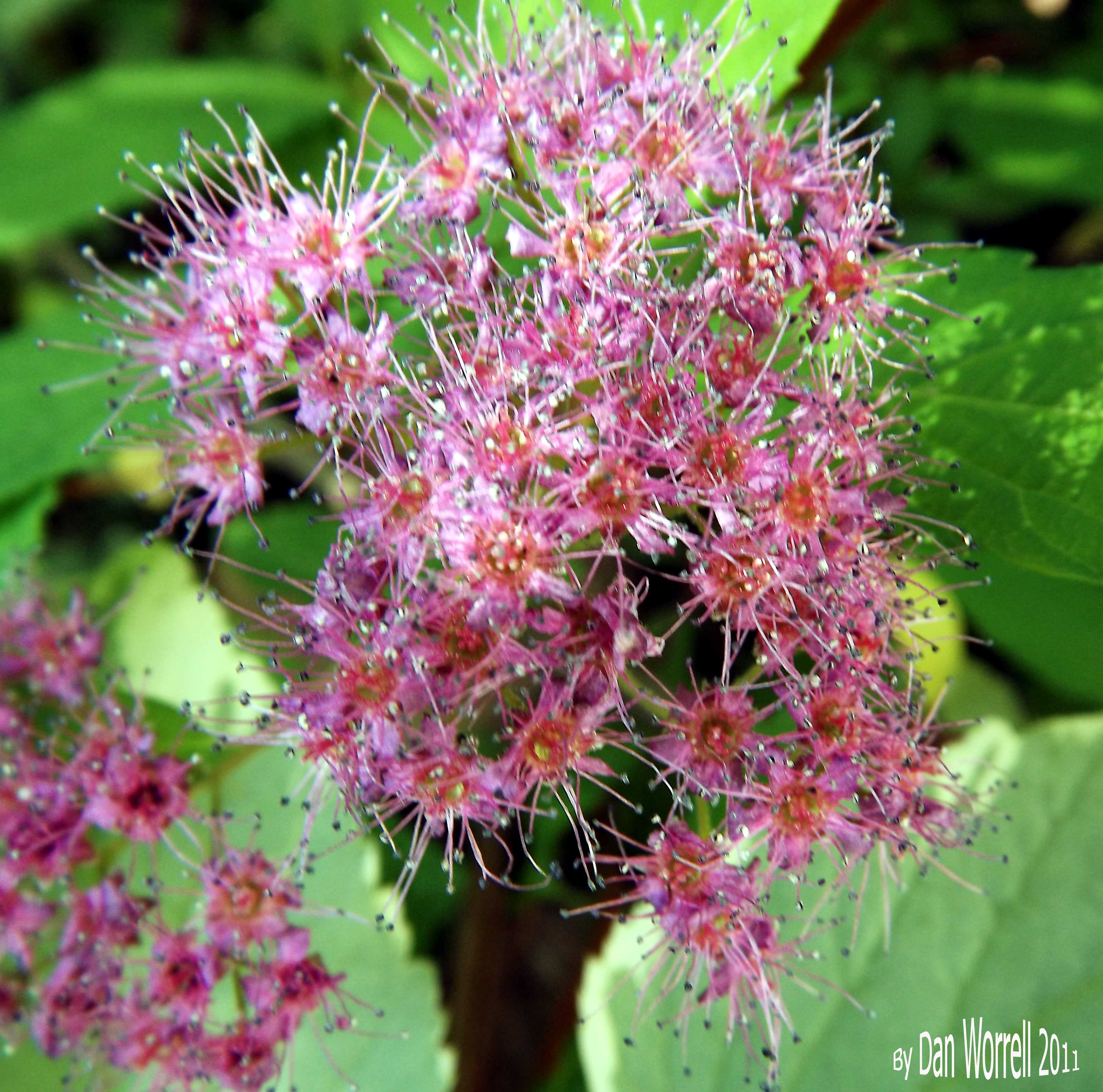 Garden-Fireworks