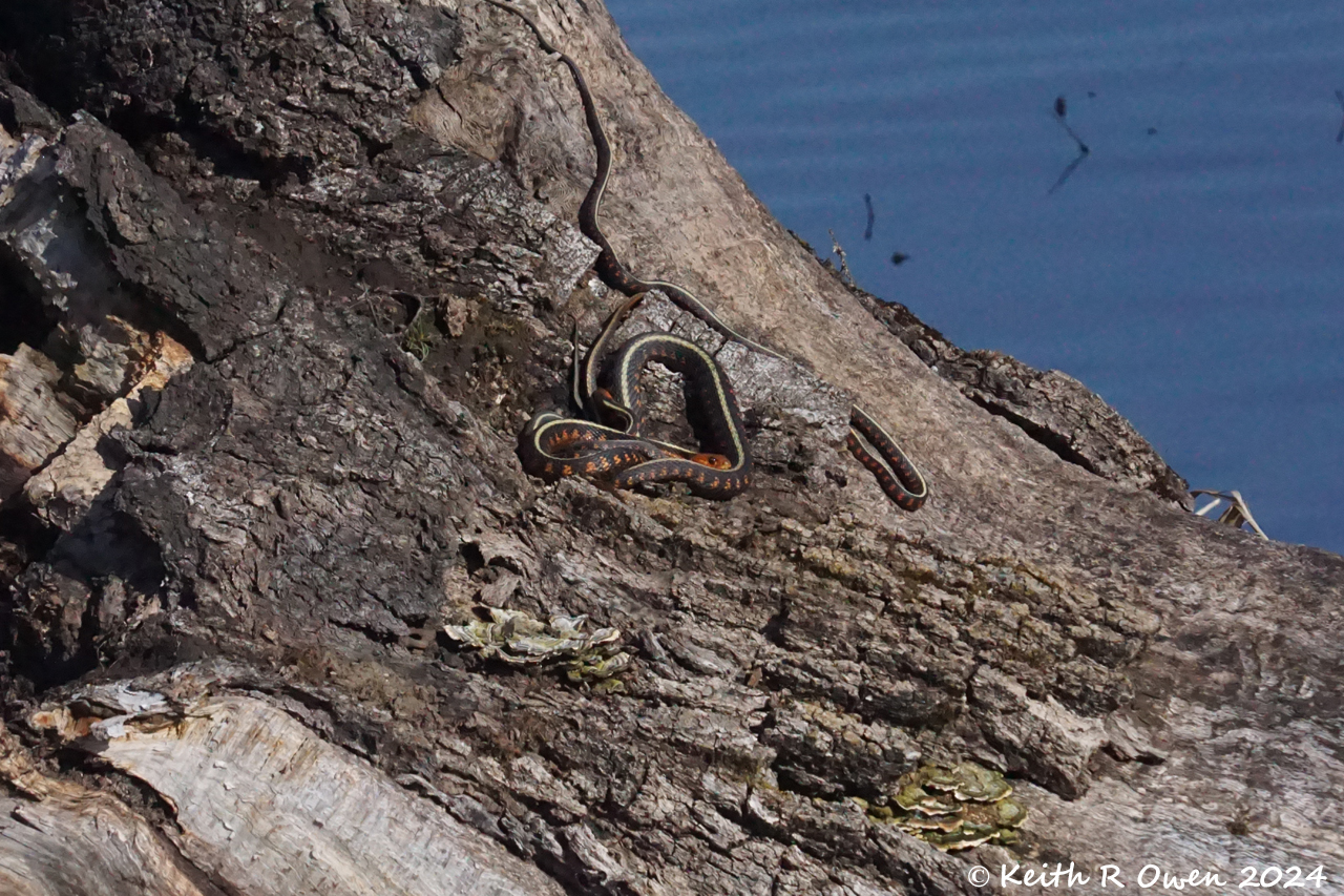 Garter Snake