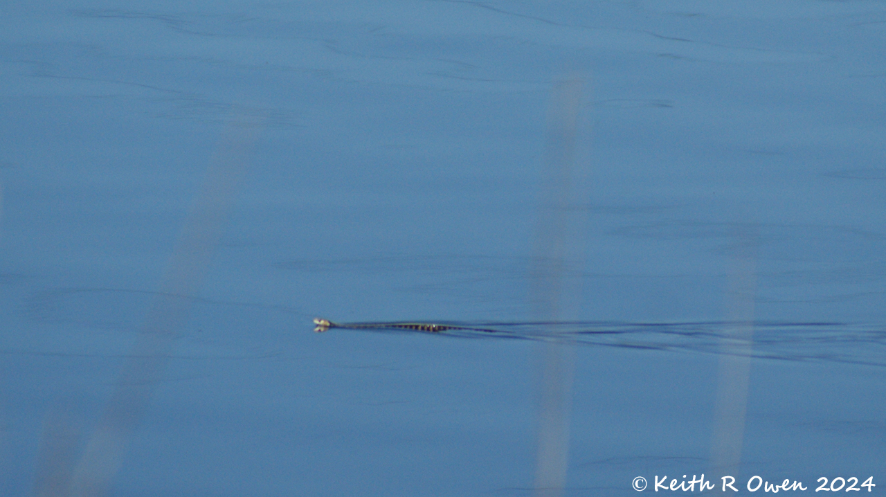 Garter Snake