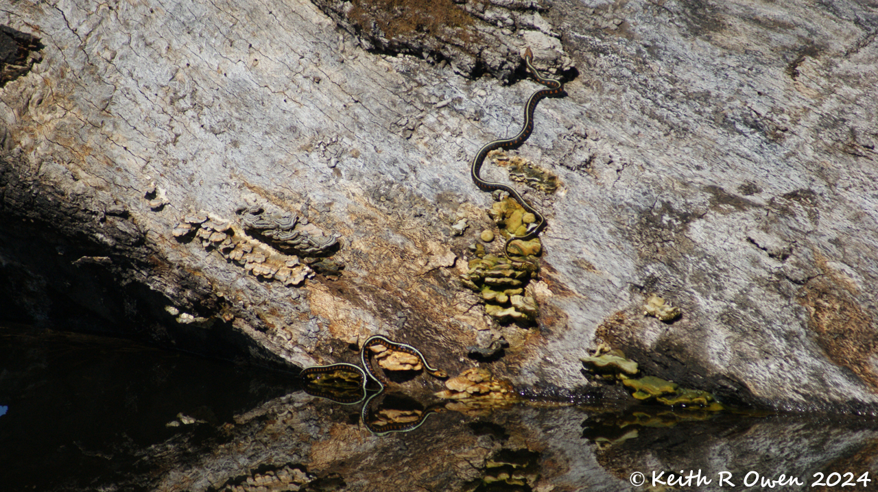 Garter Snake