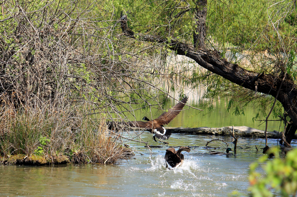Geese in Flight
