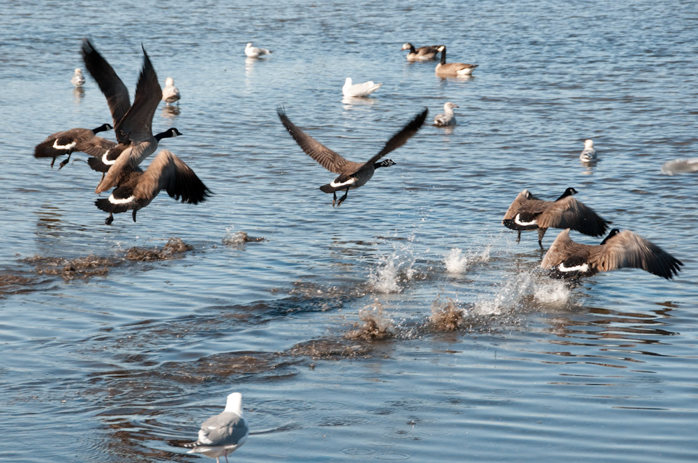 Geese