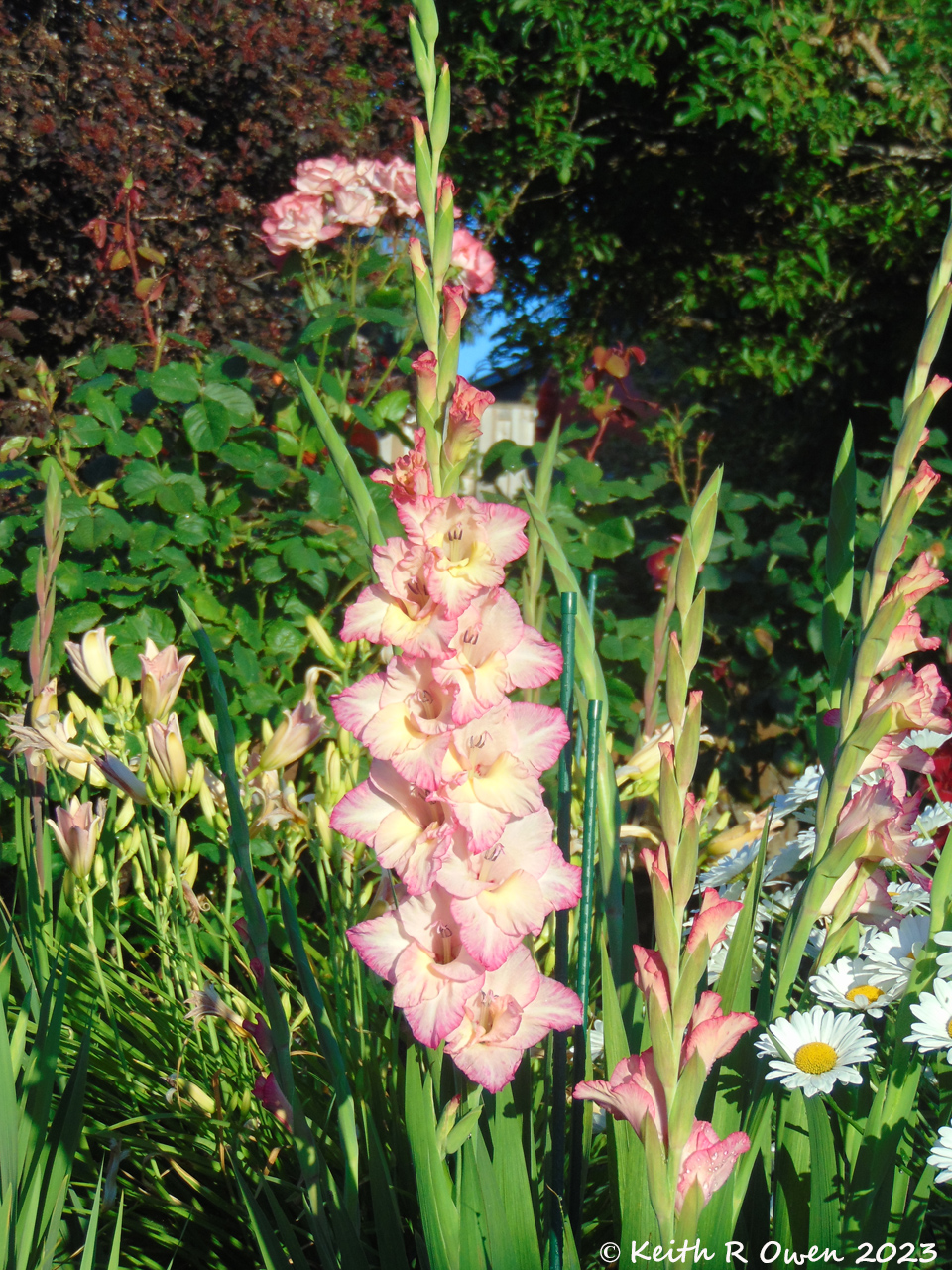 Gladiolas