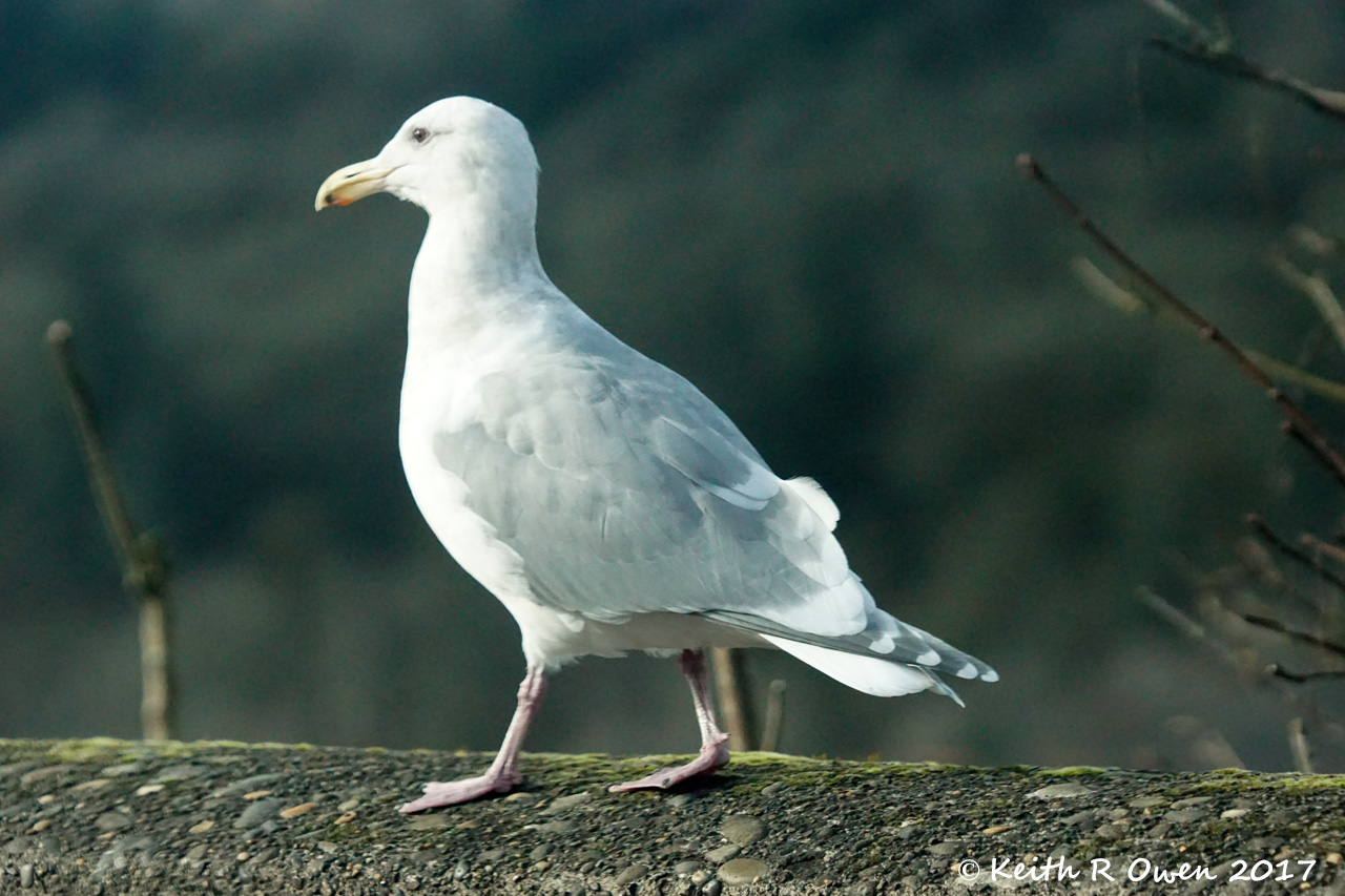 Glaucous-winged Gull