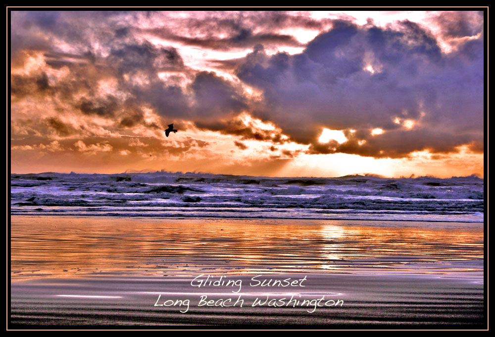 Gliding Gull