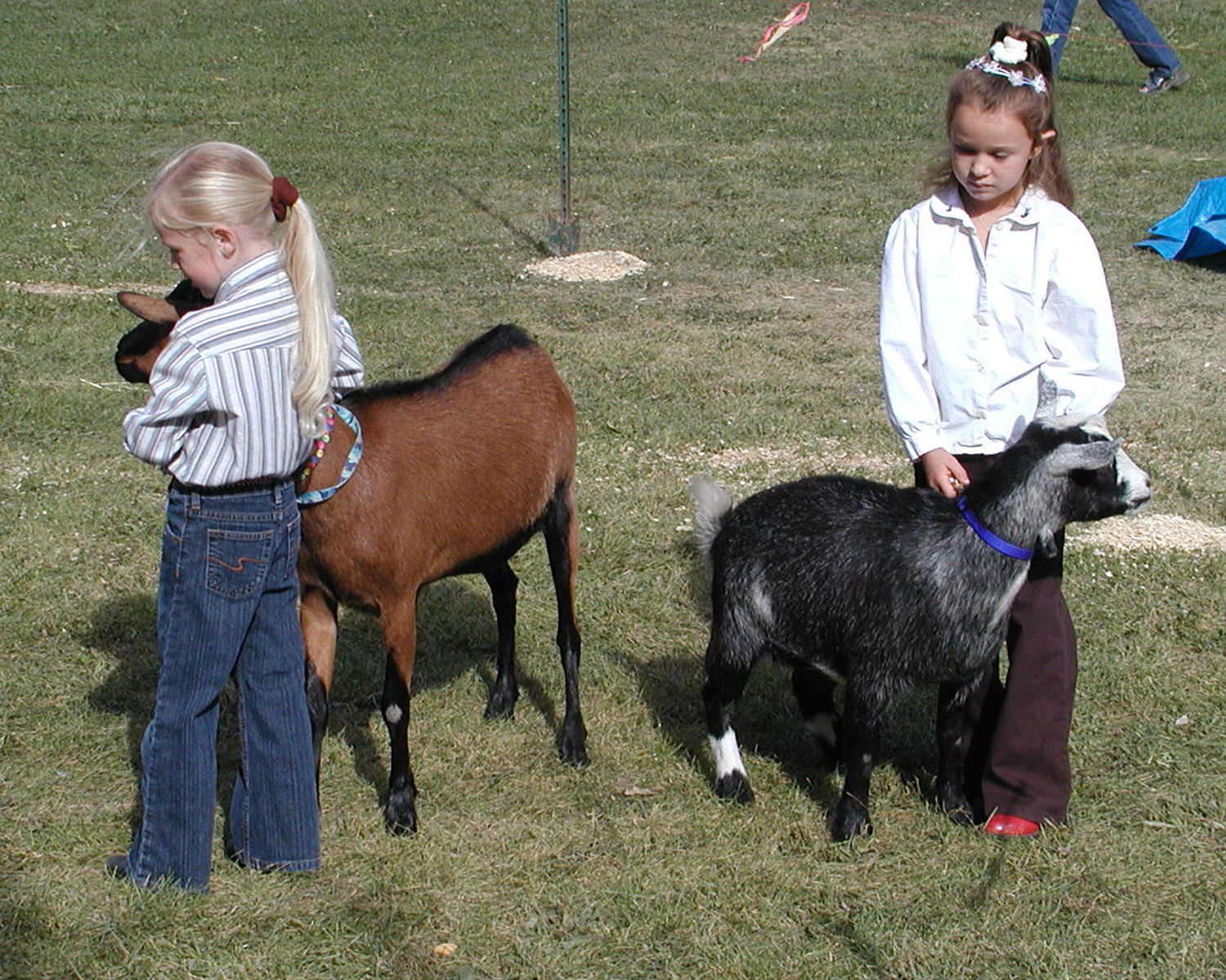 Goat Girl