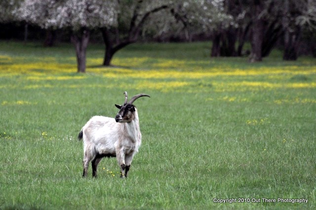 Goat in Spring Meadow