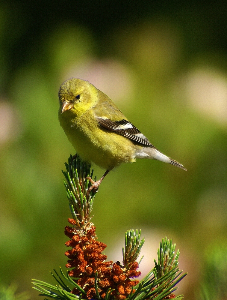 Gold Finch