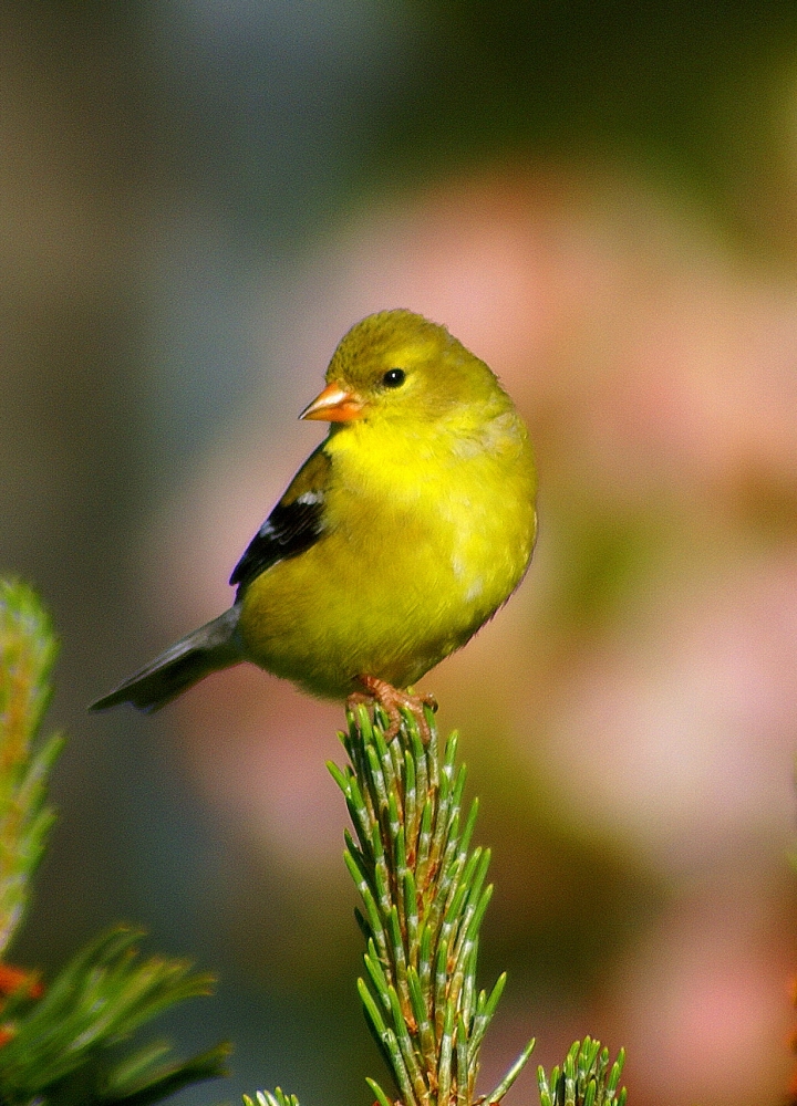 Gold Finch