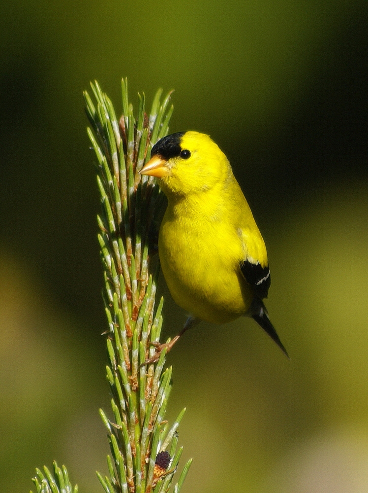 Gold Finch