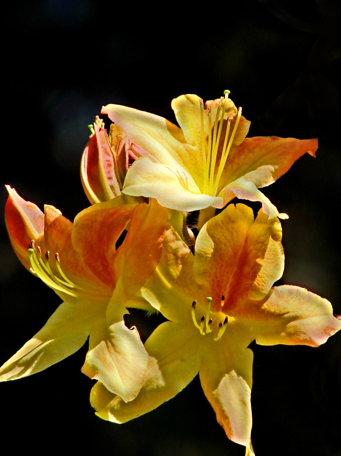 Golden Azaleas