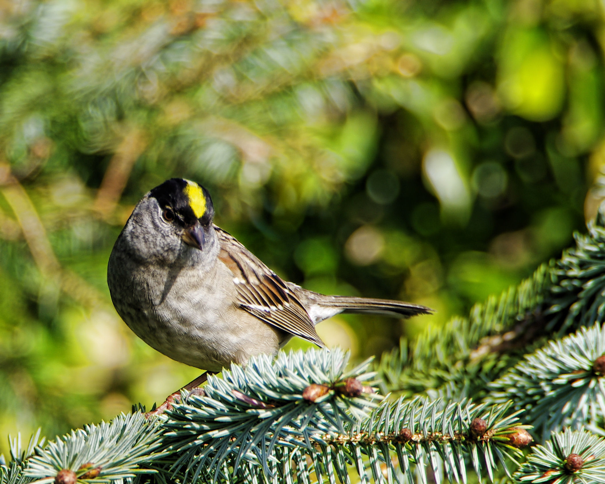 Golden crowned sparrow