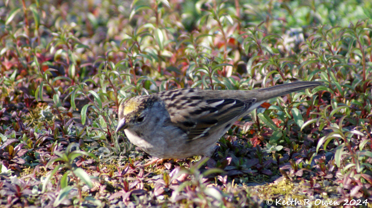 Golden-crowned Sparrow