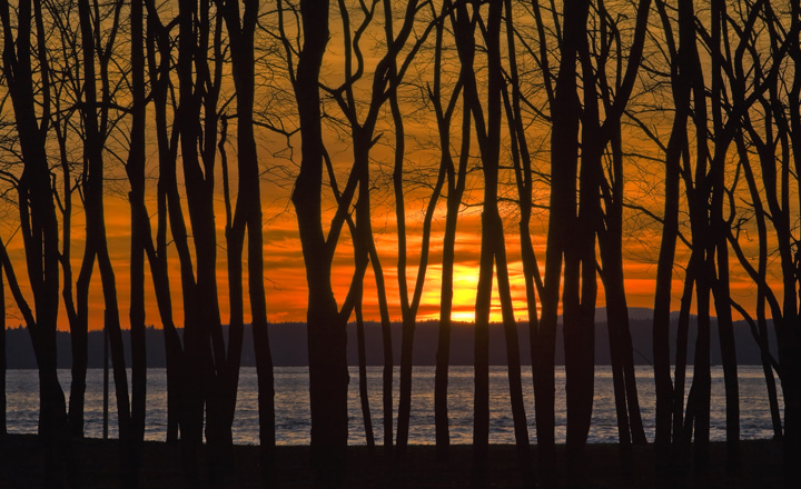 Golden Gardens
