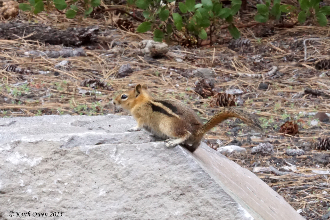 Golden-mantle Ground Squirrel