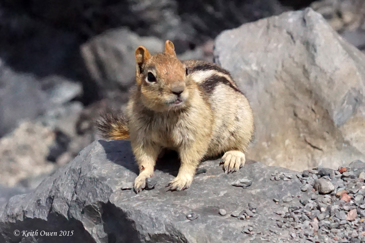Golden-mantle Ground Squirrel