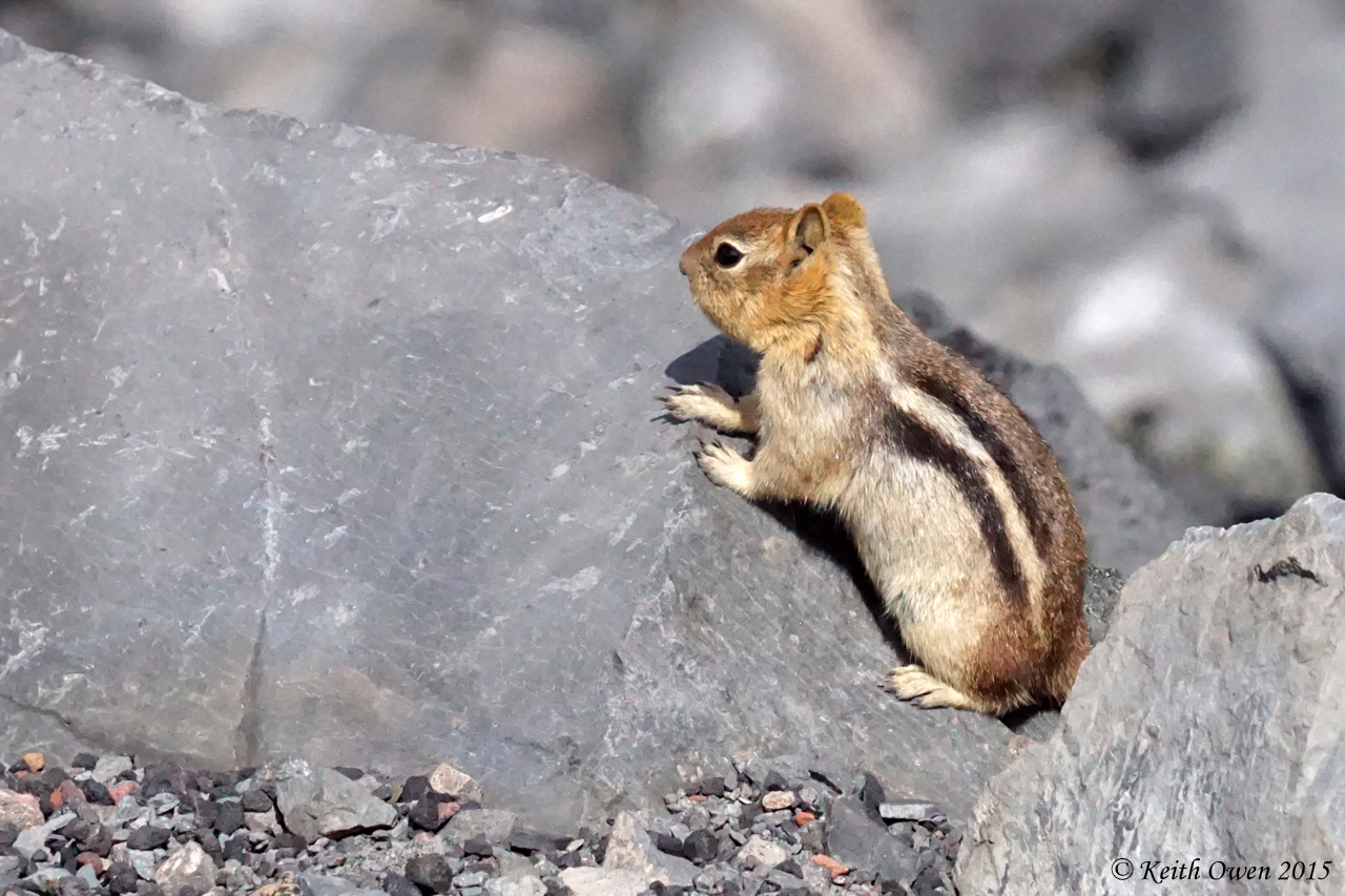 Golden-mantle Ground Squirrel