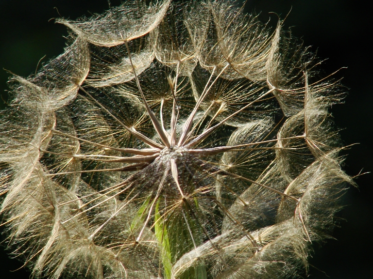 Golden Parachutes