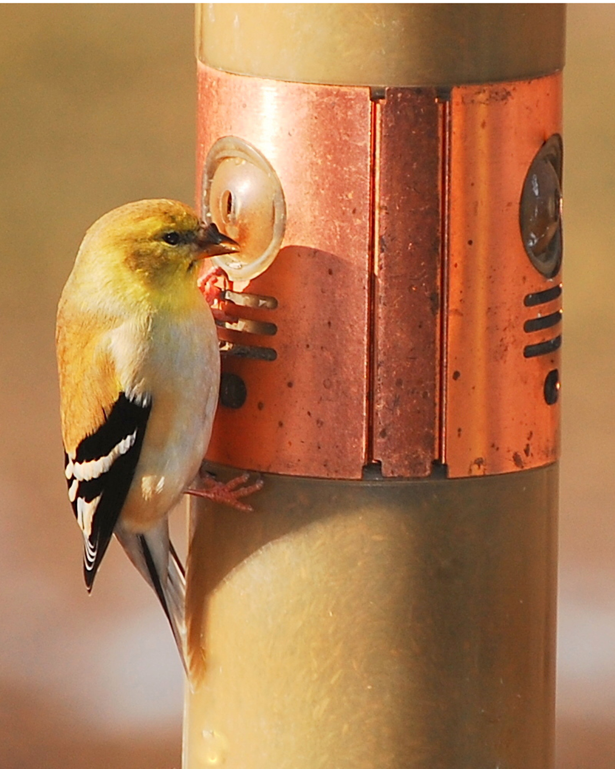 Goldfinches