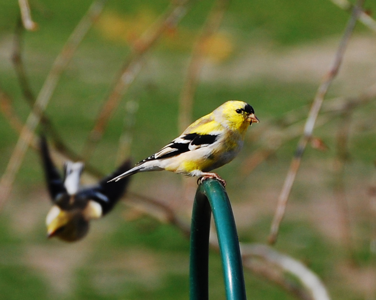 Goldfinches