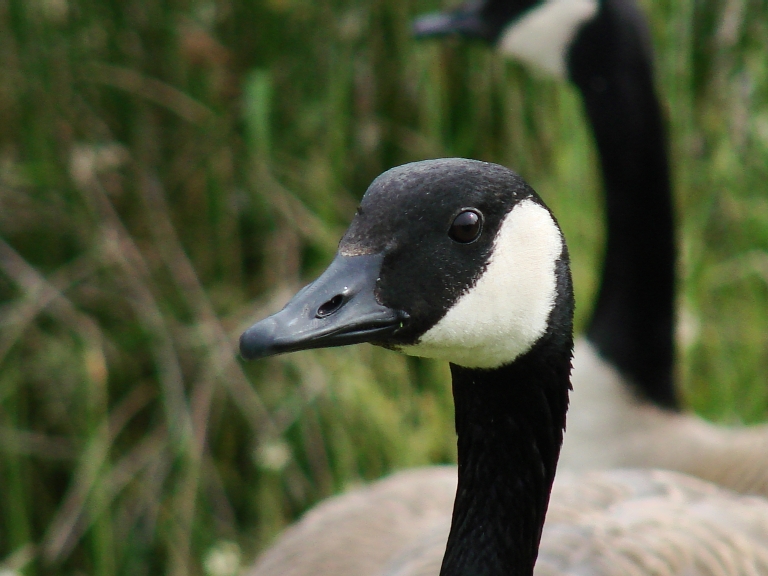 Goose