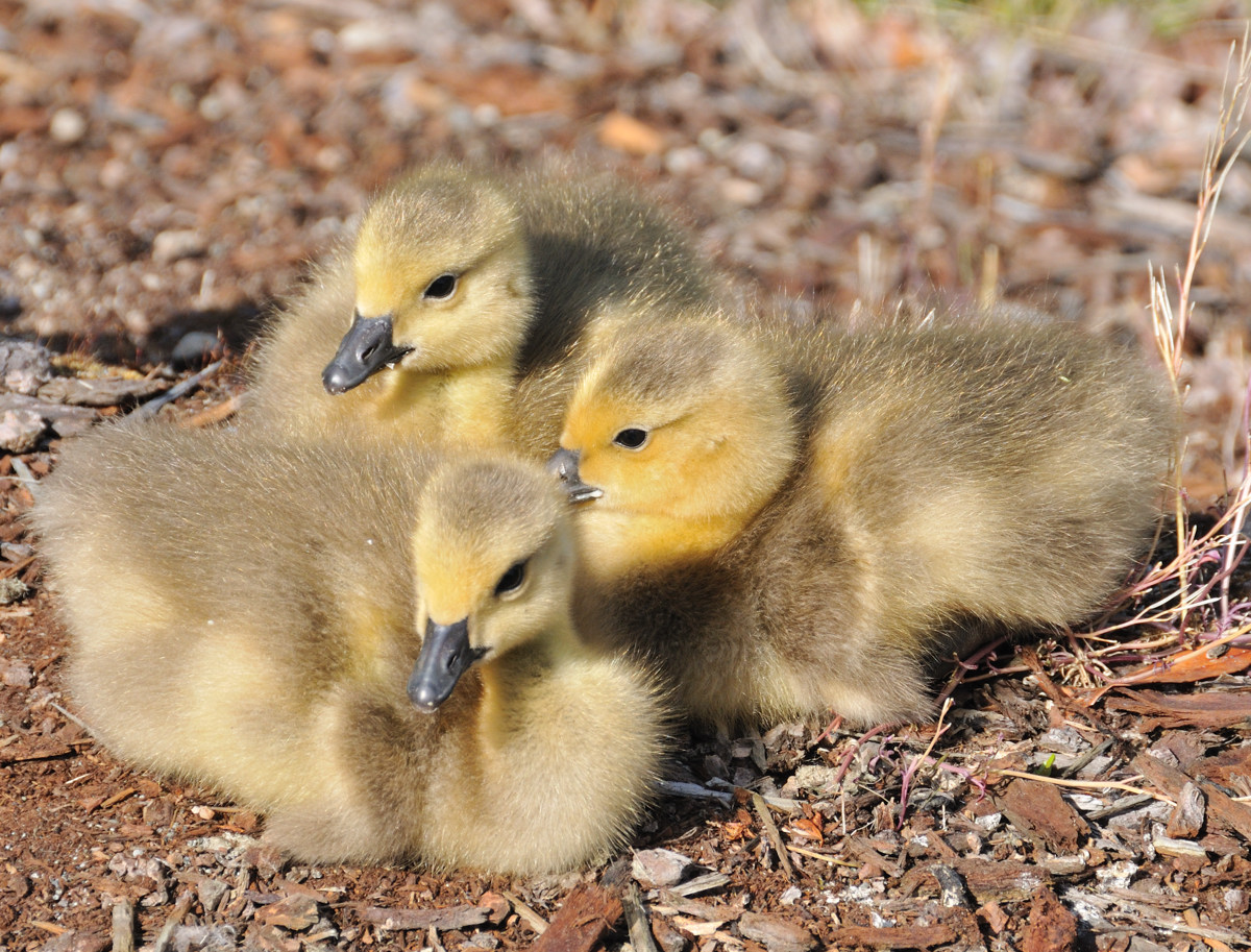 Goslings