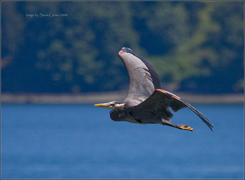 Graceful Heron