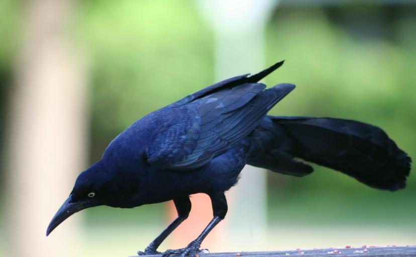 Grackle