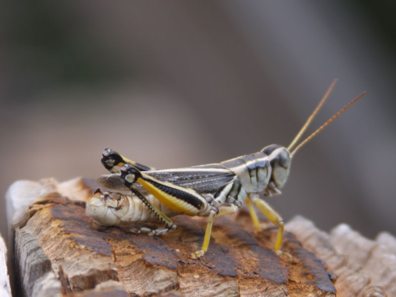 Grasshopper