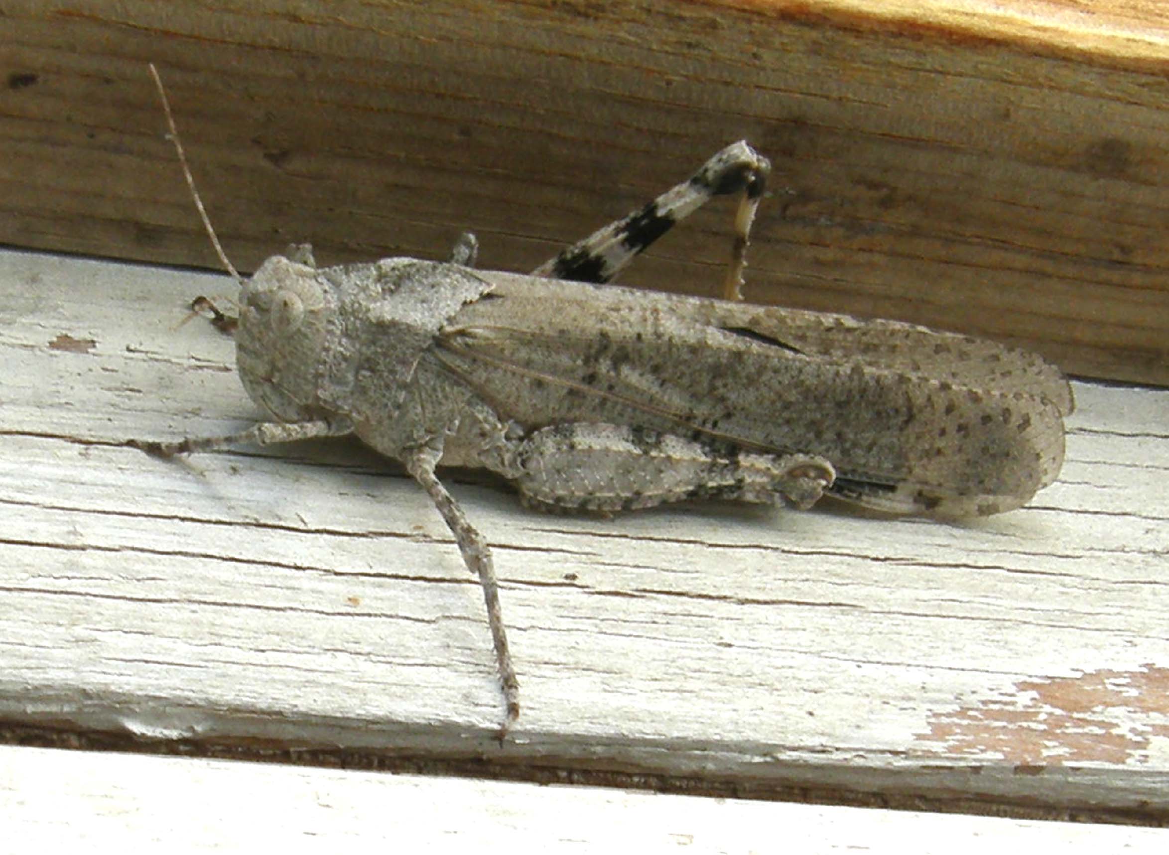 Grasshopper