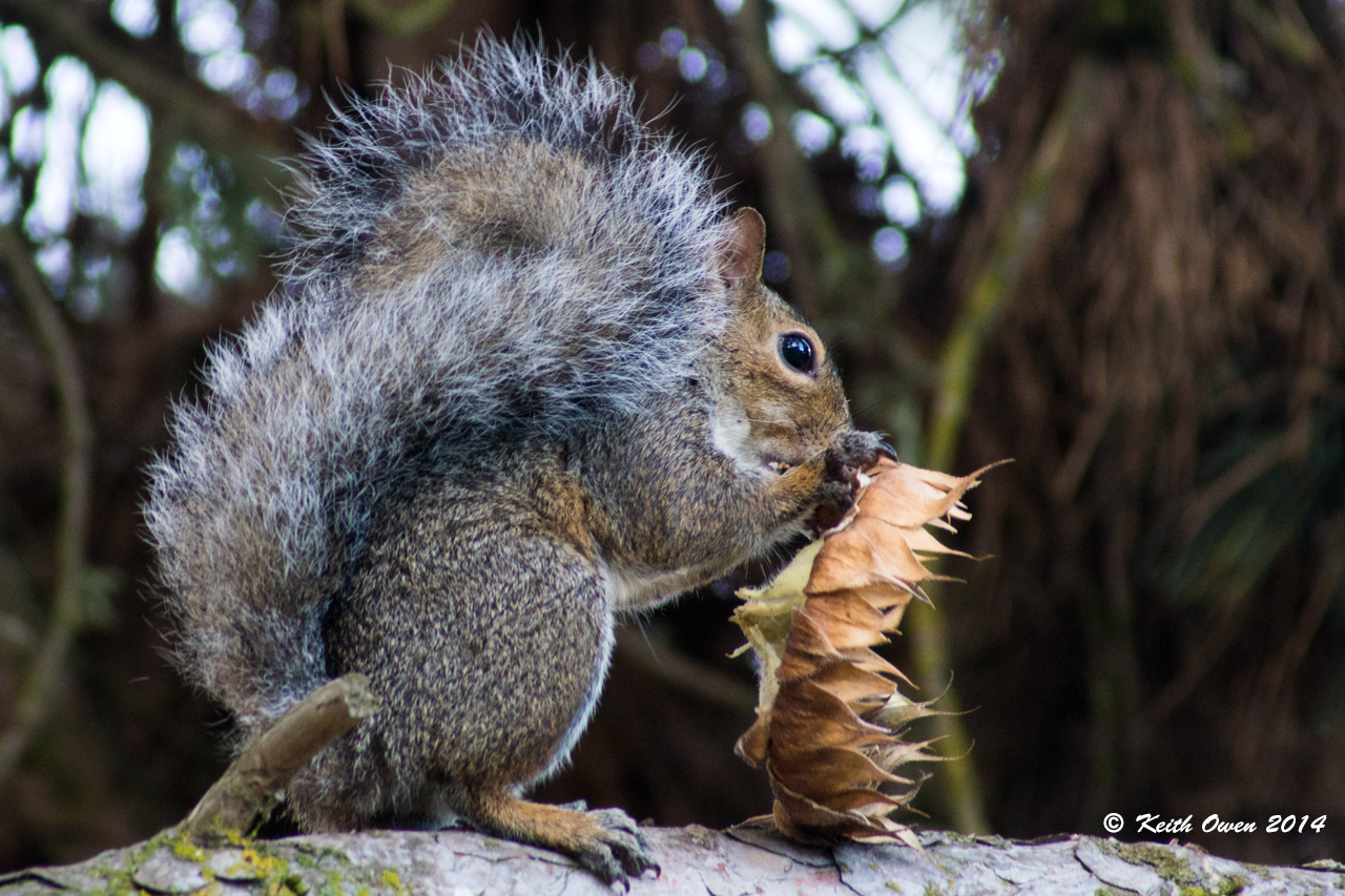 Gray Squirrel