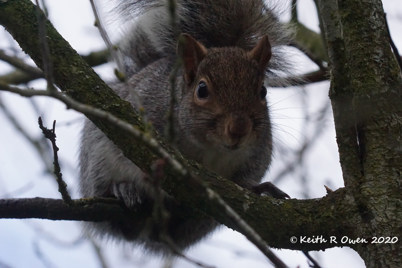 Gray Squirrel