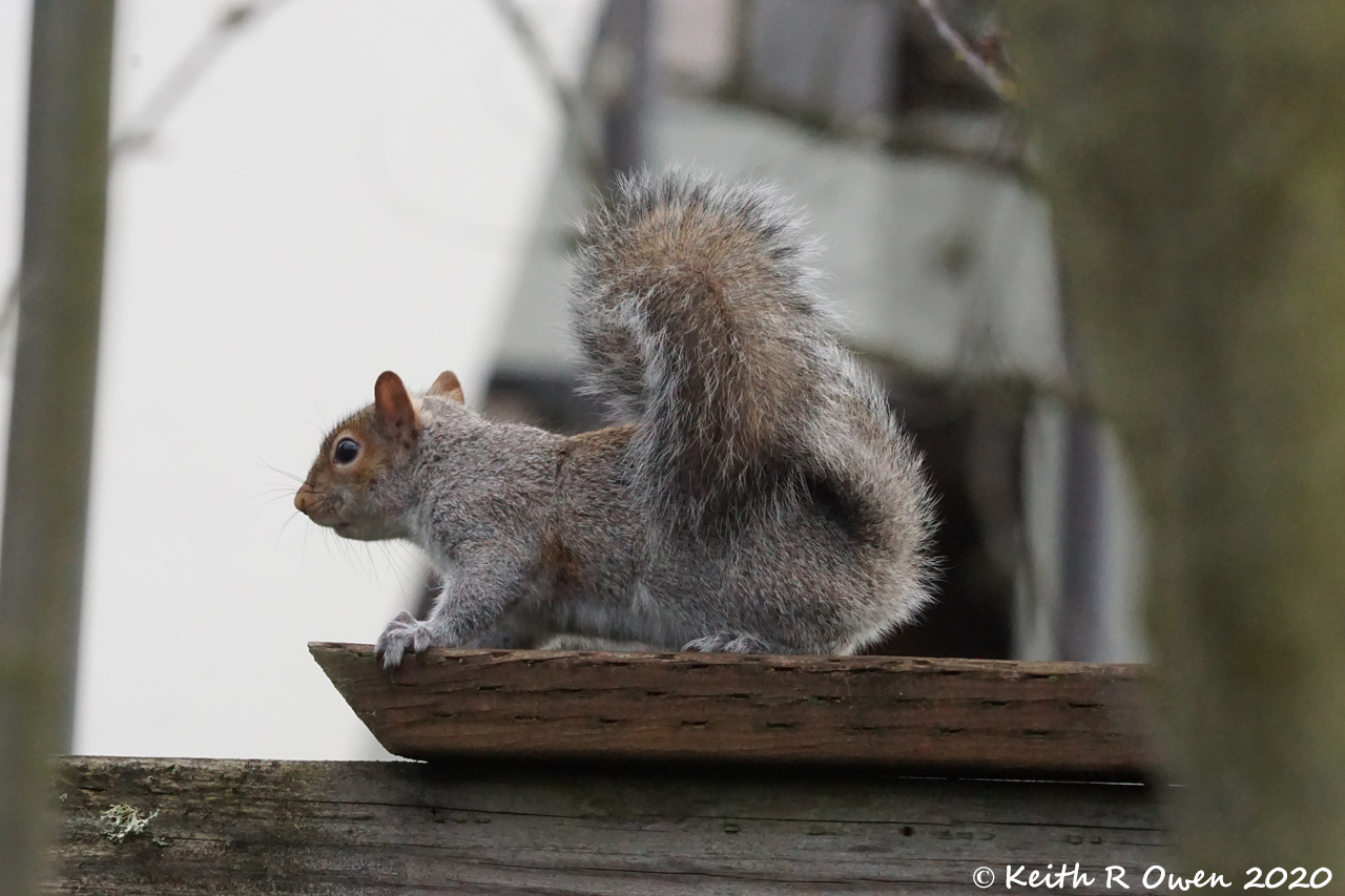 Gray Squirrel