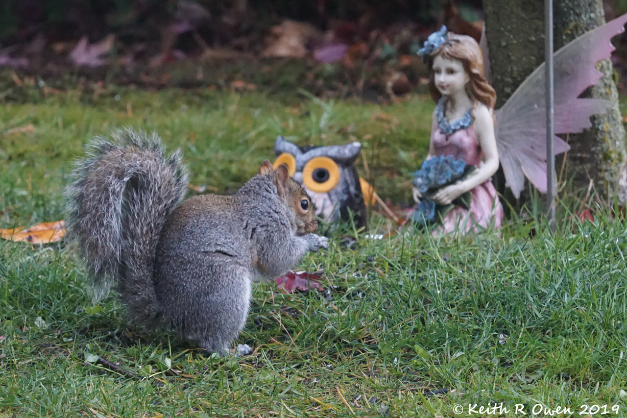 Gray Squirrel