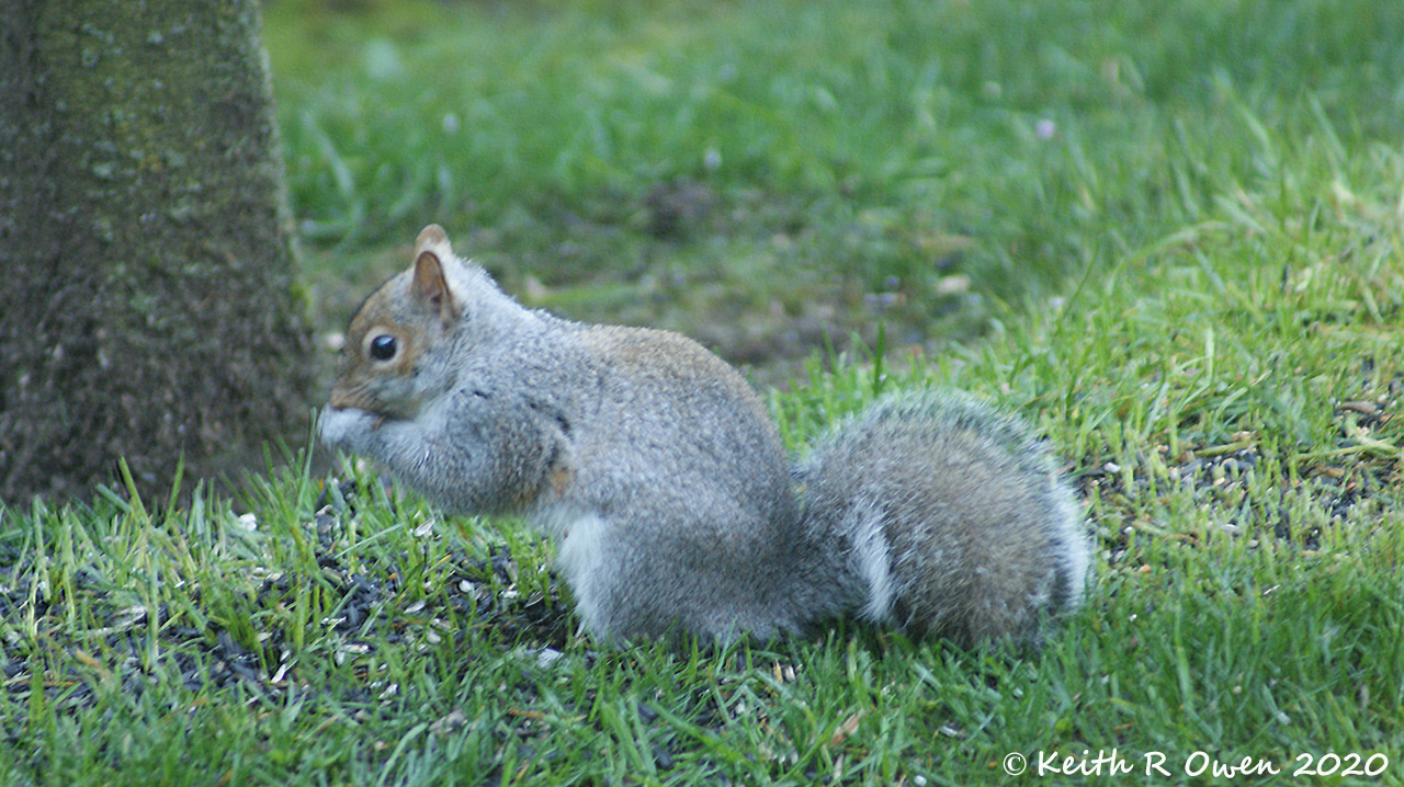 Gray Squirrel