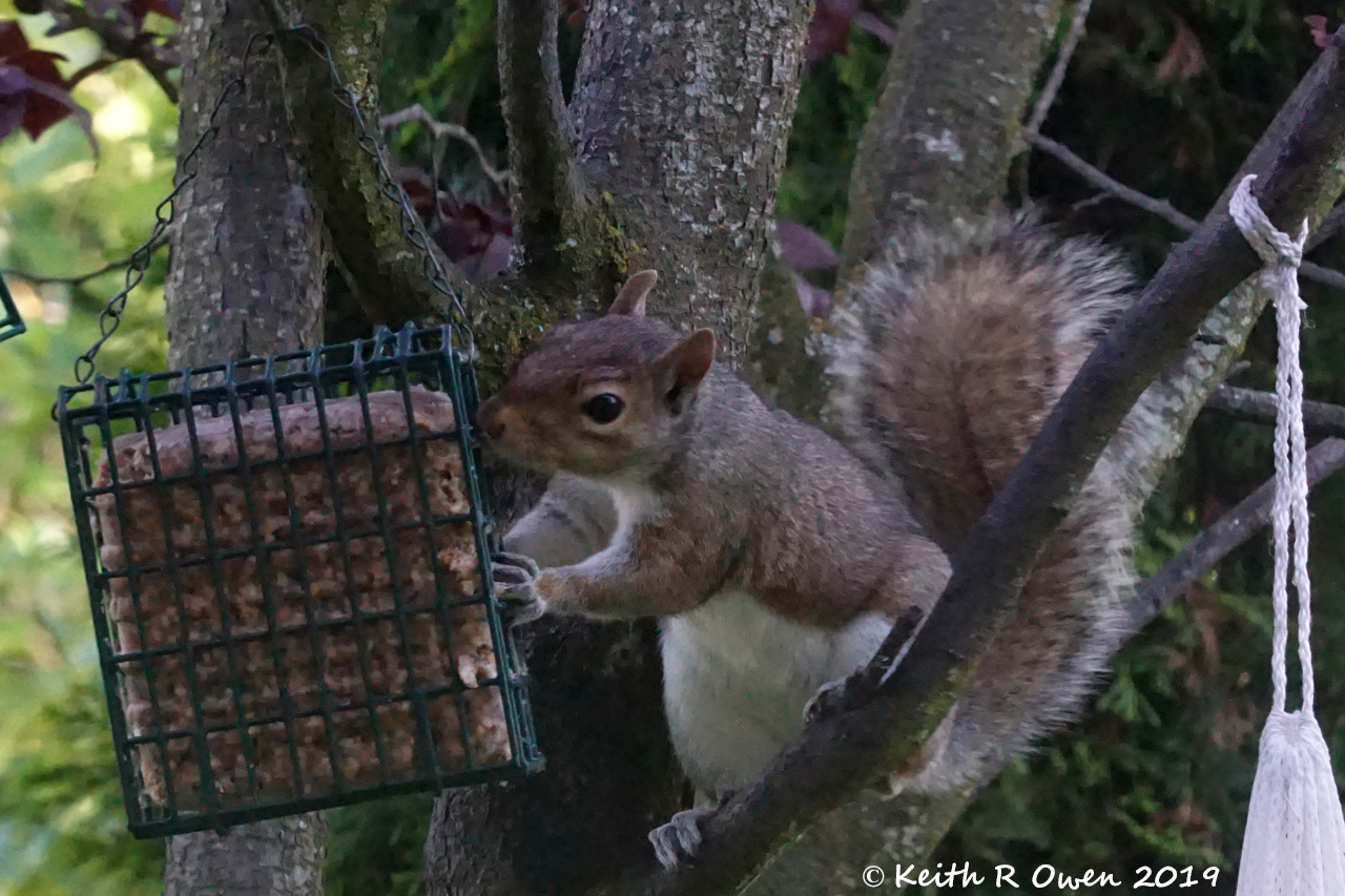Gray Squirrel