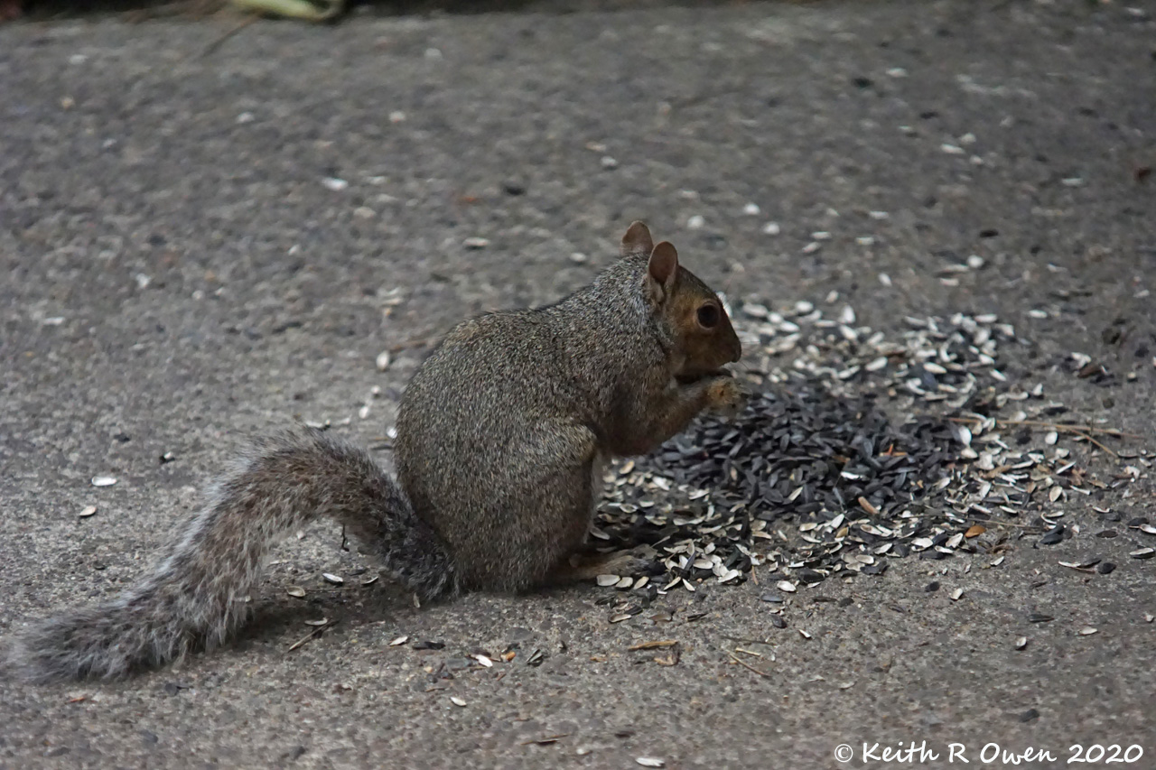 Gray Squirrel