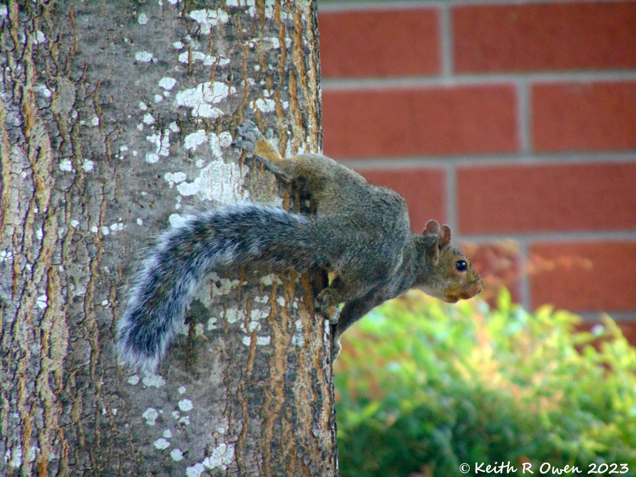 Gray Squirrel