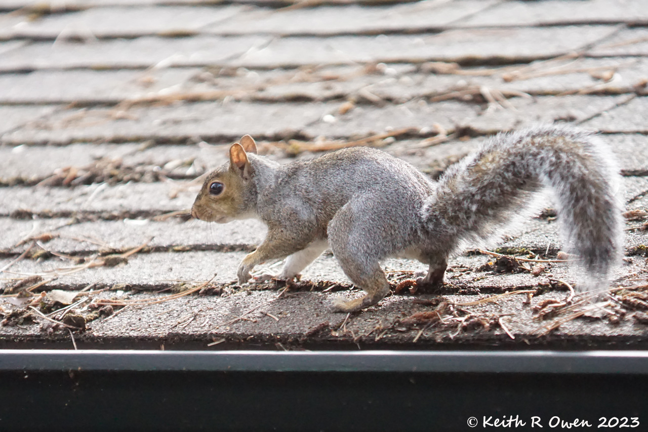 Gray Squirrel