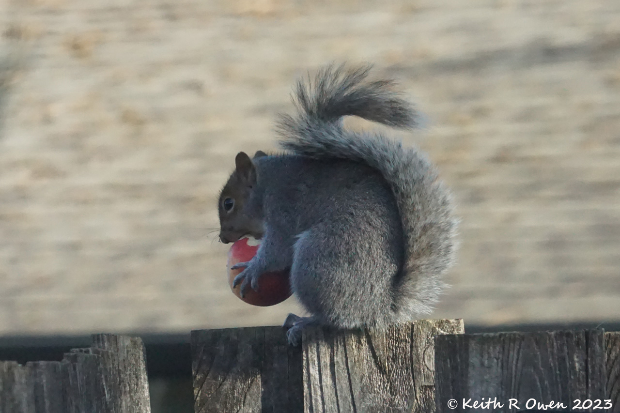 Gray Squirrel