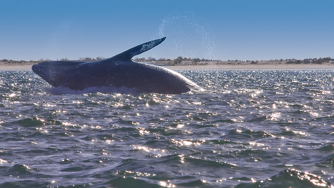 Gray Whale Breaching