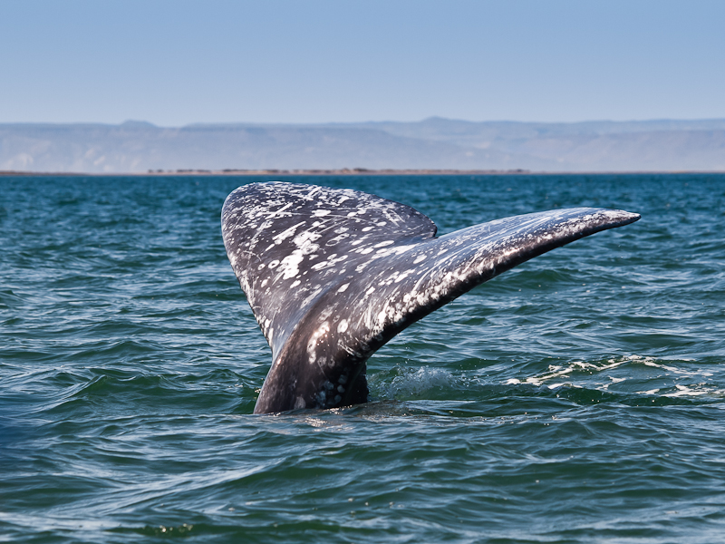 Gray Whale Flukes