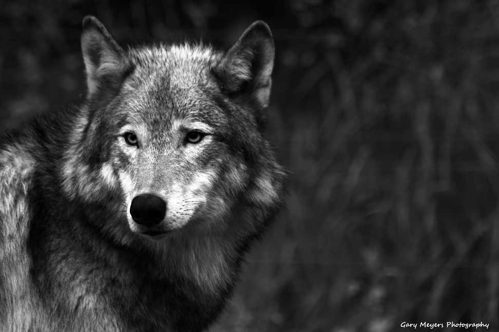Gray Wolf
