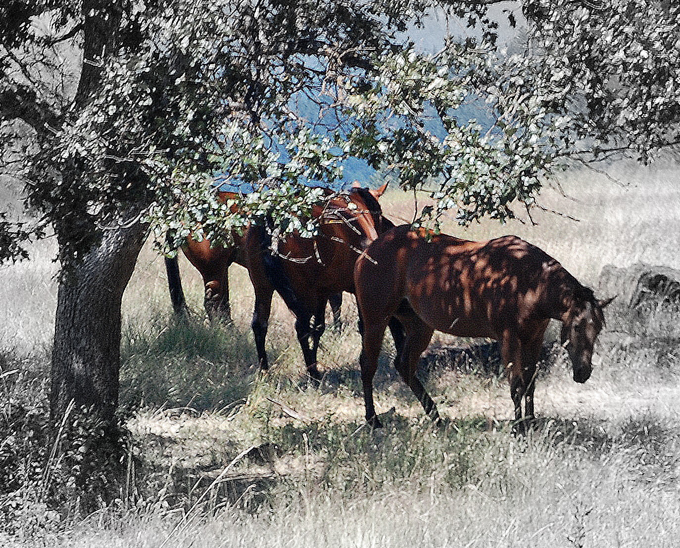 Grazing