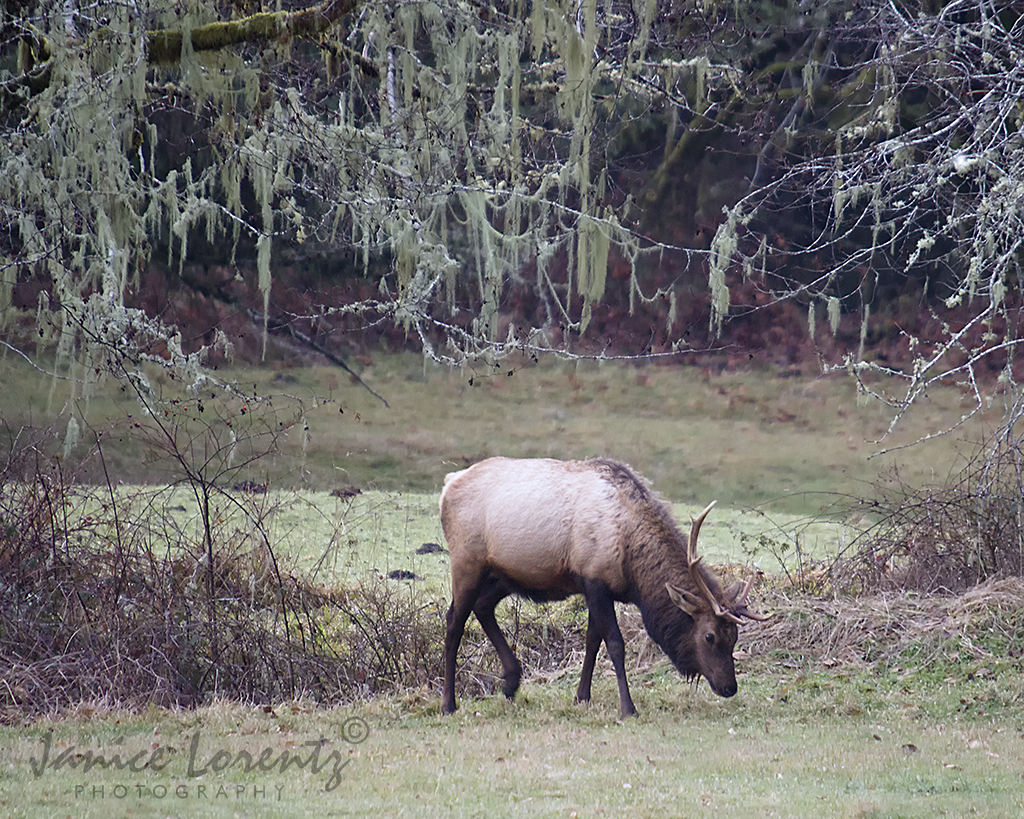 Grazing
