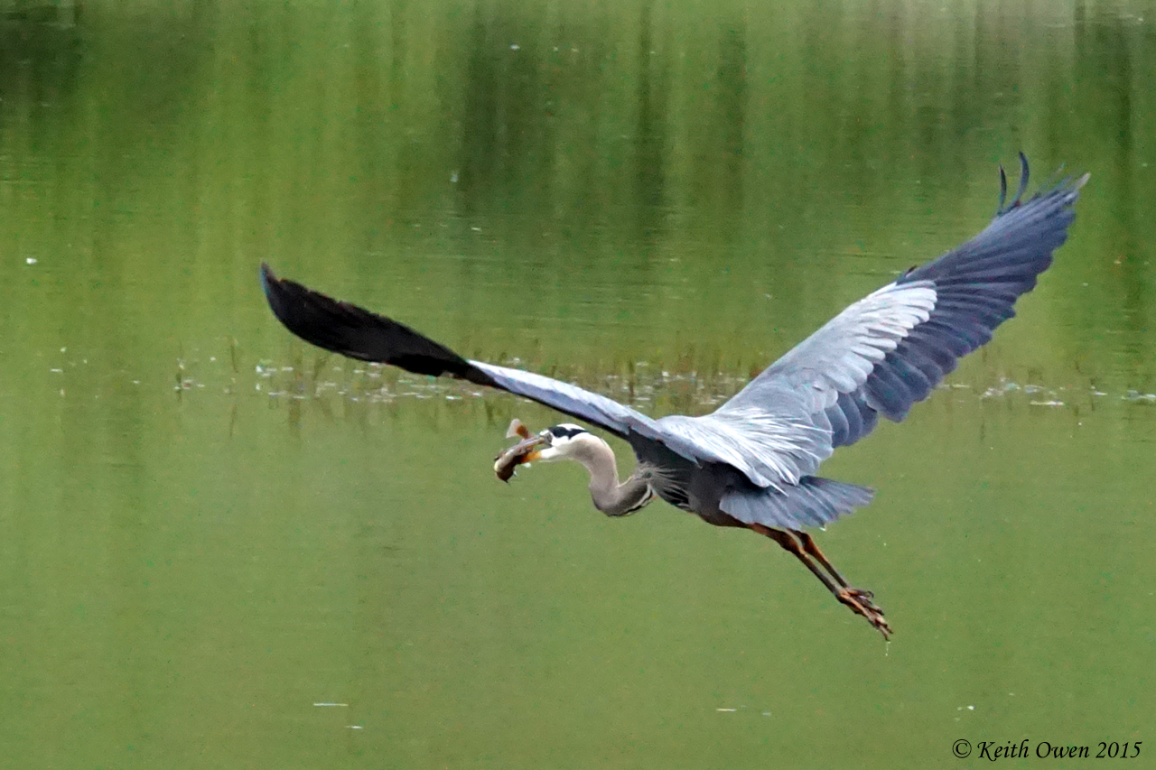 Great Blue Heron with a fish