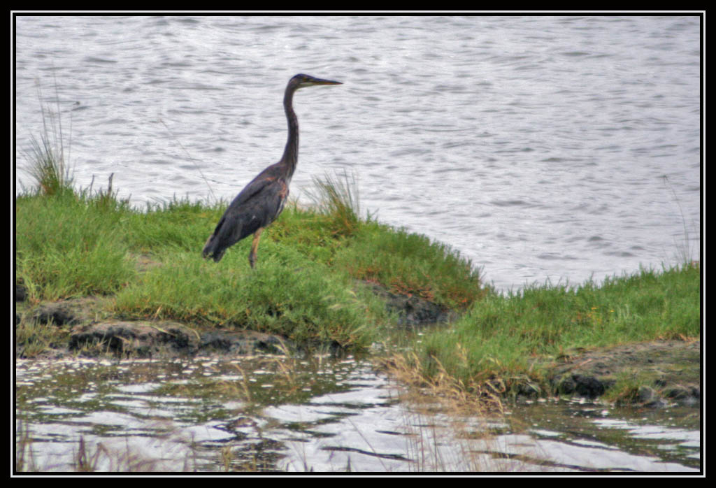 Great Blue Heron