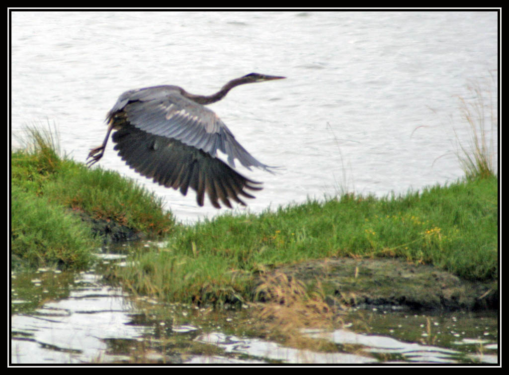 Great Blue Heron