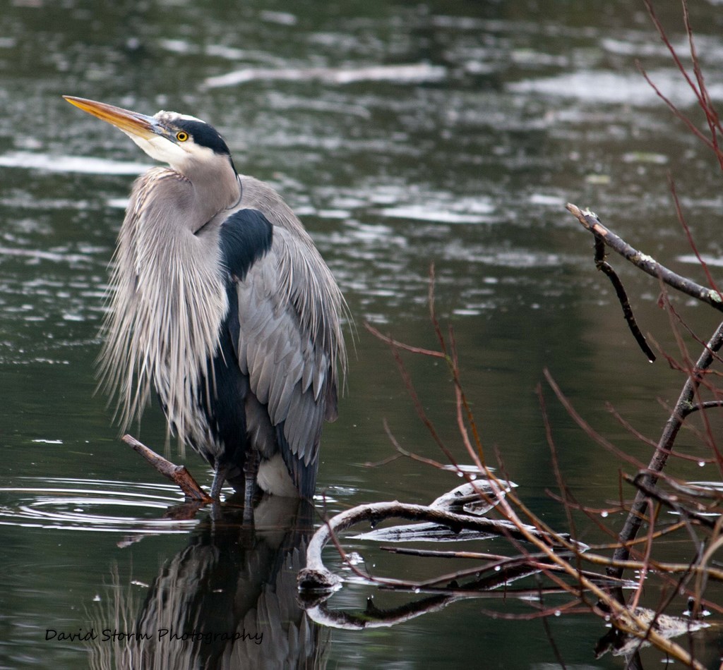 Great Blue Heron